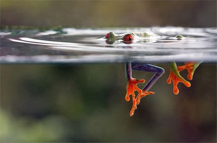 Hình ảnh chú ếch cây tuyệt đẹp này bơi dưới nước được chụp ở khu vực gần núi lửa Arenal, tỉnh Guanacaste (Costa Rica).