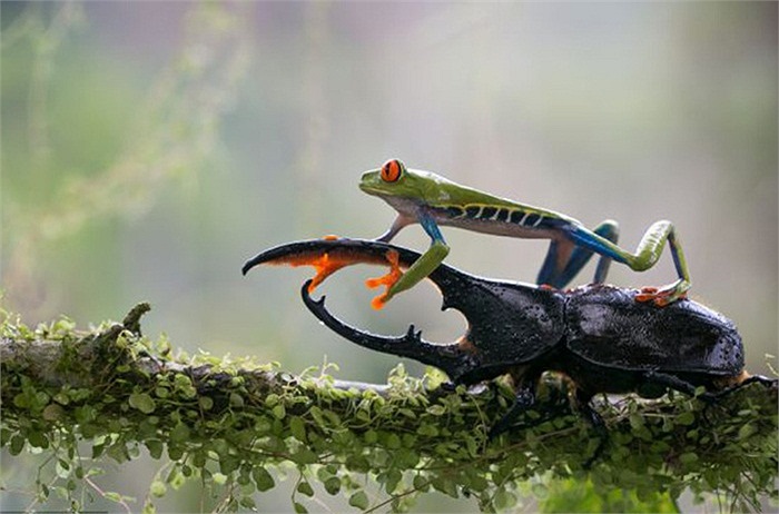 Ếch cây mắt đỏ nổi tiếng là nhút nhát nhưng dường như loài vật này đang cố chứng minh điều ngược lại khi leo lên đầu lên cổ một chú bọ cánh cứng