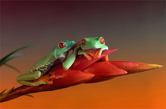 Ếch cây mắt đỏ (tên khoa học của nó là Agalychnis callidryas) thường sống trong các khu rừng nhiệt đới ở Trung Mỹ và không hề gây độc hại gì tới con người.