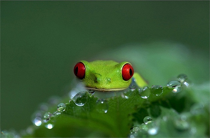 Tứ chi của ếch cây mắt đỏ có màu cam hoặc vàng và có đôi mắt ba mí.