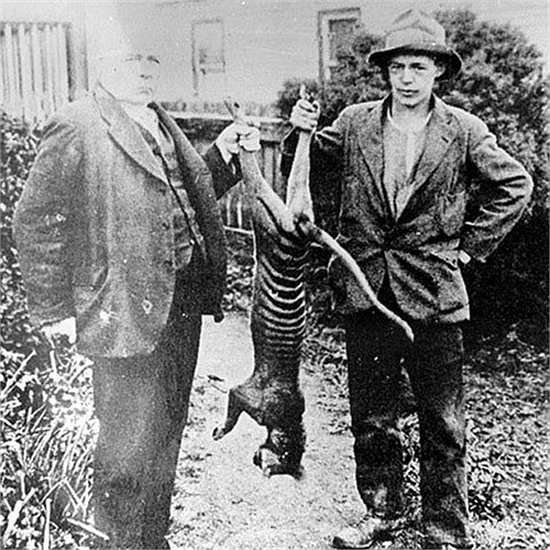 Tuy nhiên, một nghiên cứu khác lại có kết luận hoàn toàn trái ngược. Marie Attard, thuộc Đại học New South Wales, chỉ ra rằng hộp sọ của con vật lõm sâu khi cắn con mồi làm cho hàm của chúng không đủ khỏe.