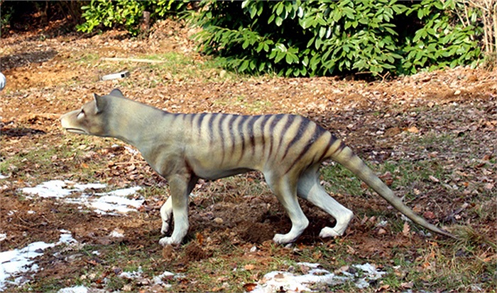 Một nhóm các nhà kinh tế môi trường Mỹ và Hà Lan đang tiến hành nghiên cứu xem liệu nhu cầu tiêu diệt loài sói này 100 năm trước đây có dẫn đến sự tuyệt chủng của chúng vào năm 1936 như các nhà khoa học vẫn nghĩ hay không.