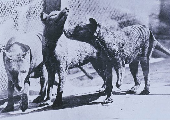 Với sự hung dữ, cùng bộ răng vô cùng sắc, cái miệng rộng, chúng thực sự là những kẻ săn mồi hung tợn.