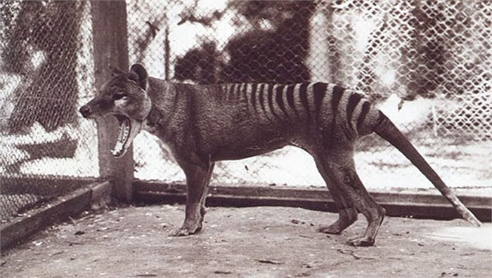 Điều đáng ngạc nhiên là trong một số trường hợp, có những con vật nhỏ hơn lại có cú cắn mạnh hơn cả những con lớn. 