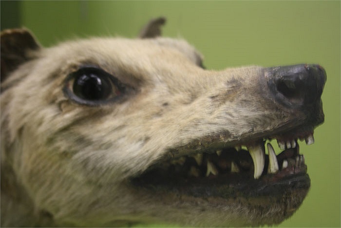 Nhà cổ vật học Stephen Wroe nói: Trong số những sinh vật hiện đại, hổ Tasmania giành danh hiệu vô địch cho cú cắn khoẻ nhất tương ứng với kích cỡ cơ thể.