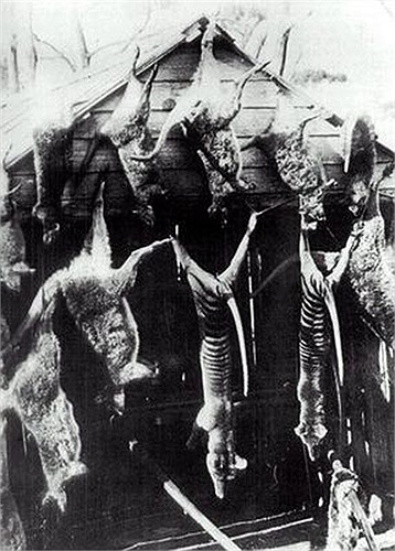 Chính quyền trao cả phần thưởng cho những người giết được nhiều chó sói túi. Và sau 70 năm săn lùng, chúng được cho là tuyệt chủng.