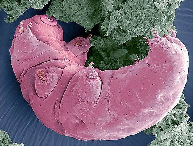 Người ta tìm thấy chúng ở tất các hệ sinh thái dù núi cao, hay biển sâu.