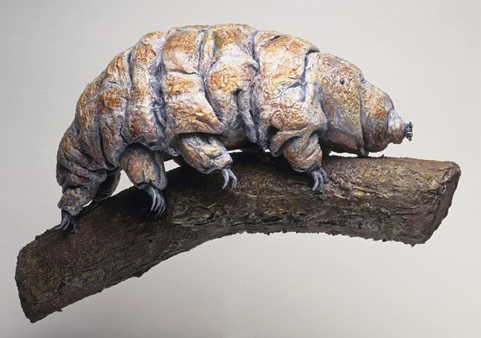 Khi bị mất nước, cơ thể của “gấu nước” teo lại, các hoạt động trao đổi chất tạm dừng và chuyển vào trạng thái ngủ.