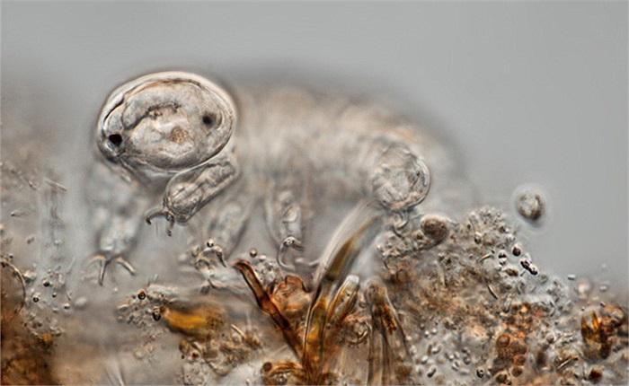 Tuy nhiên, các cấu trúc trong tế bào vẫn được duy trì, đợi đến khi có nước thì hoạt động trở lại. 