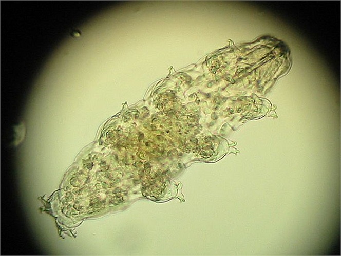 Khi cơ thể hấp thụ được lượng nước nhỏ, tất cả các chức năng sẽ được đánh thức và “gấu nước” tiếp tục hoạt động một cách mạnh mẽ như chưa hề có biến cố gì.