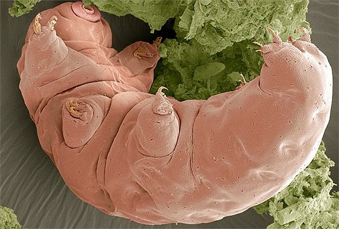 Người ta gửi nhiều sinh vật này tới trạm không gian quốc tế (ISS), một môi trường chân không trong vũ trụ.