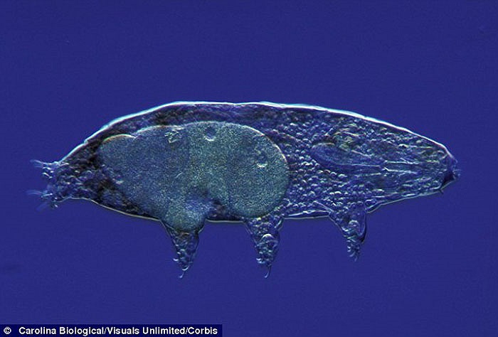 “Gấu nước” trở thành sinh vật đầu tiên tồn tại được trong môi trường vũ trụ mà không cần bất cứ thiết bị bảo vệ nào.