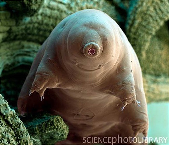 Sở dĩ, loài vật nhỏ bé, chiều dài không quá 1,5mm khi trưởng thành này được gọi là “gấu nước” vì chúng có thân hình tròn trịa, mũm mĩm, chậm chạp giống như loại gấu vậy.