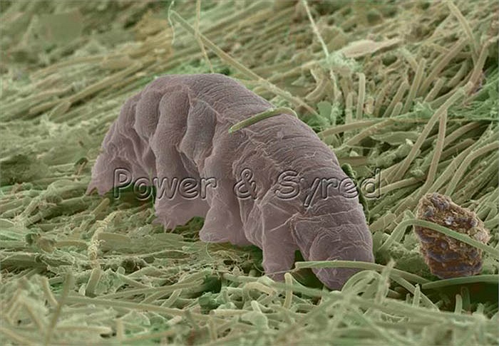 “Gấu nước” không có xương sống và là họ hàng của loài chân đốt. 