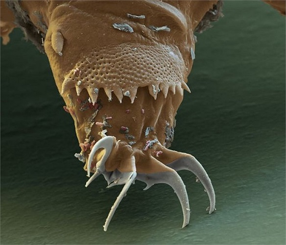 “Gấu nước” được mệnh danh là sinh vật “bất tử” hay “bất khả tổn hại” vì sức chịu đựng phi thường, bất chấp mọi điều kiện sống khắc nghiệt nhất.