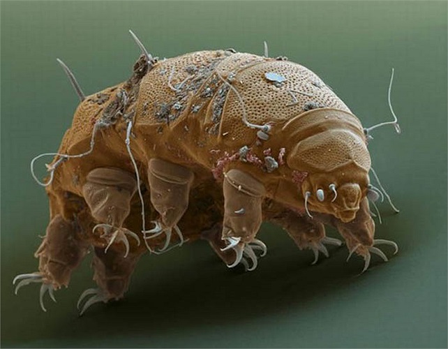 Bởi hình thù kỳ dị và sức sống mãnh liệt đến không tưởng, nên các nhà sinh vật học còn gọi chúng là “quái vật bất tử”.