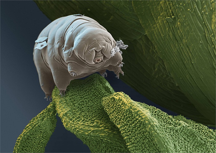 Dù đã áp dụng mọi biện pháp “hành hình”, nhưng “gấu nước” cũng chẳng hề hấn gì. Sự chịu đựng của loài này quả là có một không hai.