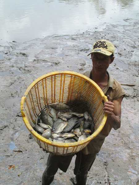 Ông Đặng tát mương bắt được nhiều cá rô phi - Ảnh: Thanh Dũng