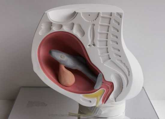 Cô gái với ý tưởng quái dị muốn sinh ra... cá mập