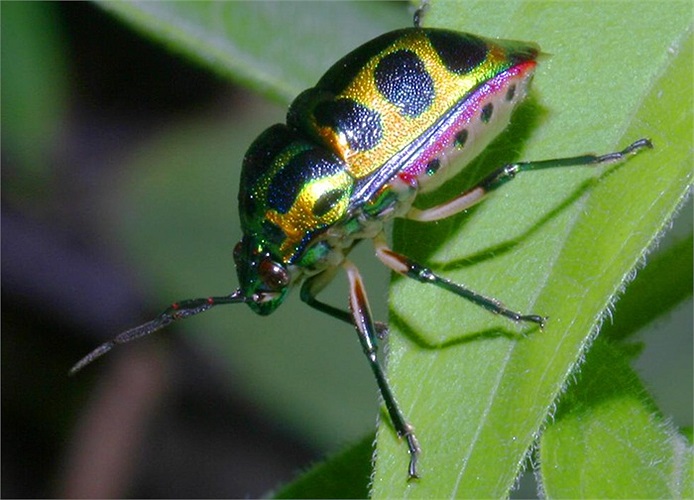 Bọ xanh chấm đen (Calliphara nobilis).