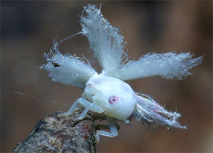 Loài rầy nữ thần