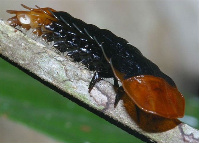 Auus trùng của loài cánh cứng thuộc chi Duliticola