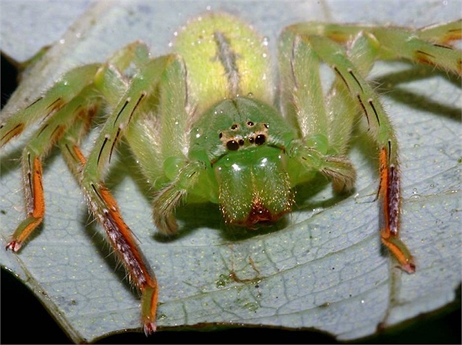 Chú nhện này có màu xanh thật quyến rũ