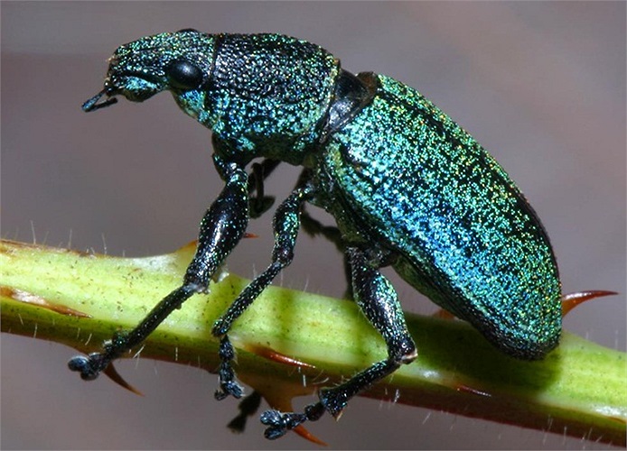 Một con côn trùng cánh cứng thuộc họ mọt lúa