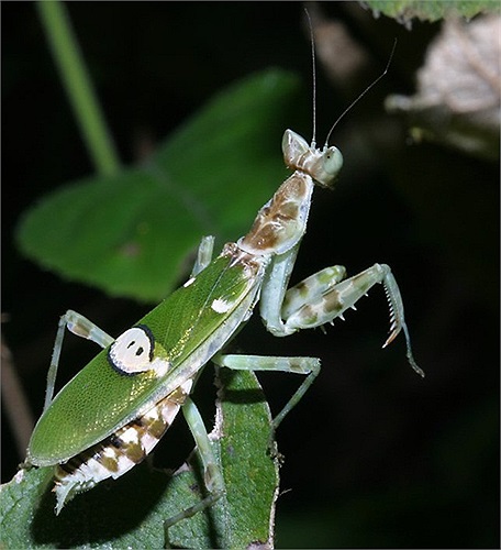 Bọ ngựa cánh hoa