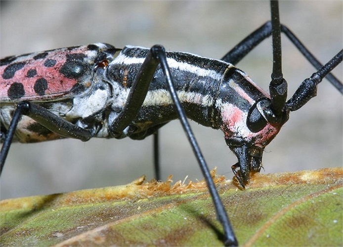 Loài xén tóc có tên khoa học là Macrochenus isabellinus 
