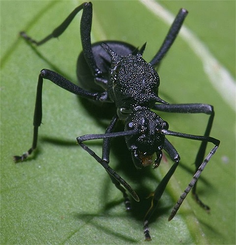 Một loài lớn kiến có dáng vẻ rất dữ dằn