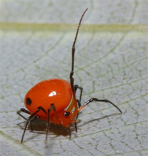 Chú nhện này thật 'cute'.