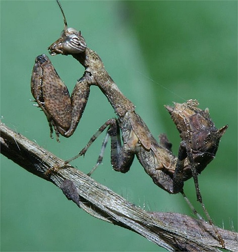 Vẻ ngoài xám xịt là một hình thức ngụy trang trên cành cây khô rất hữu hiệu của chú bọ ngựa