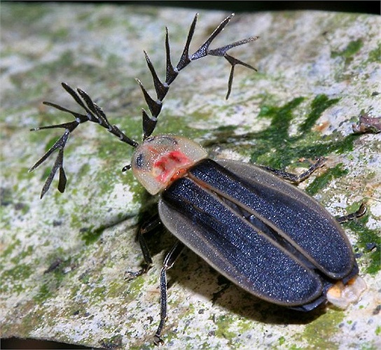 Một chú đom đóm có 'mái tóc' độc đáo.