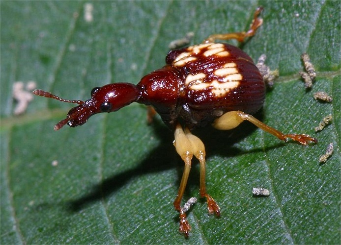 Bọ oanh tạc, có khả năng dùng đuôi phun dung dịch hôi thối vào kẻ thù để tự vệ.