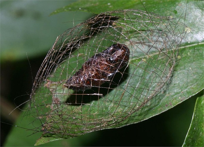Một con nhộng 'mắc màn' nằm ngủ.