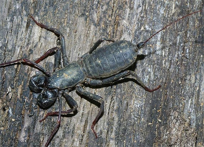 Bọ cạp đuôi roi. 