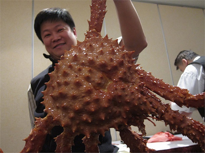 Sở dĩ người ta gọi là ‘cua nhện’, bởi chúng có bộ chân dài, loằng ngoằng tựa như loài nhện.