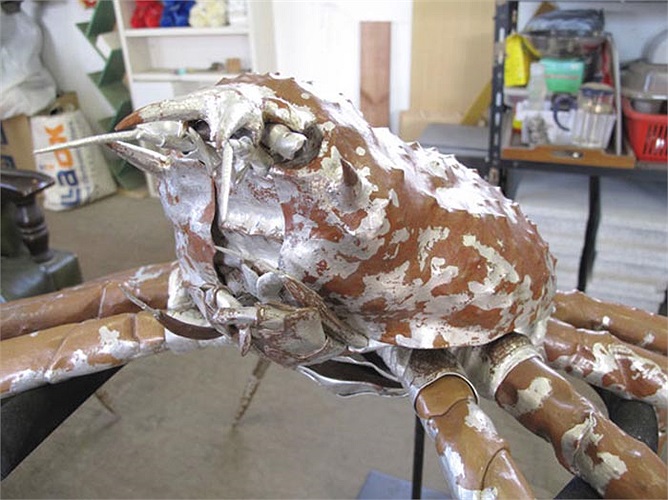 Các nhà khoa học đã kết luận rằng, cua nhện là loài có bộ chân dài nhất trong họ giáp xác.