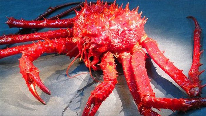 Nhưng chỉ những chú cua đực là sở hữu bộ chân dài. Những nàng cua cái thì bộ chân thậm chí còn ngắn hơn cả hai chiếc càng.