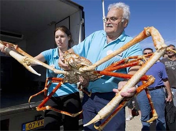 Vì cua nhện sống ở độ sâu khủng khiếp của biển cả, nên các nhà thám hiểm ít có cơ hội quan sát chúng trong môi trường tự nhiên.