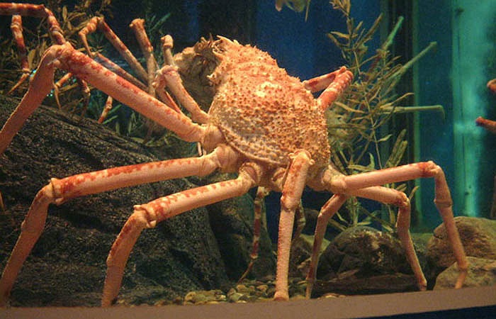 Cho tới nay, thông tin về đời sống tự nhiên của chúng vẫn là một bí ẩn với đối với con người.