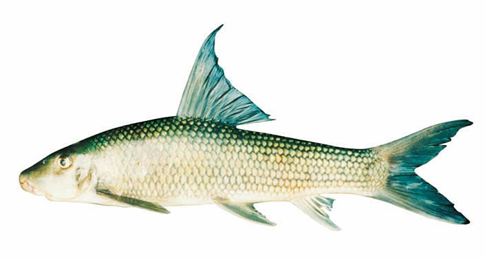 Muốn bắt loài cá này, cách hữu hiệu nhất là lặn xuống đáy sông dùng lưới quây cá. Cần câu rất ít khi phát huy tác dụng với cá anh vũ.