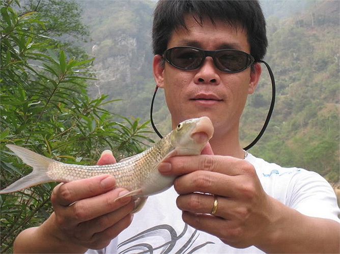 Ngày nay, do bị đánh bắt quá mức nên cá anh vũ gần như đã tuyệt chủng ngoài tự nhiên. Ảnh: Diễn đàn câu cá. 