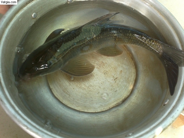 Tuy vậy, có một thông tin đáng mừng dành cho người mê ẩm thực là cá anh vũ đã được nuôi sinh sản thành công ở Việt Nam. (Theo Kien thuc)