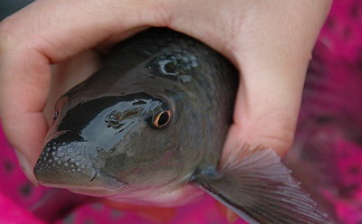 Dù đã được nuôi nhân tạo nhưng thịt cá anh vũ vẫn rất đắt, khoảng 700.000-1 triệu đồng/kg. Và thường chỉ dân nhà giàu mới mua ăn. (Theo Kien thuc)