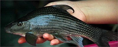 Sở dĩ có chuyện này vì cá anh vũ là một loài cá rất 'chảnh', việc nuôi rất kỳ công, tốn kém và phải mất trên 2 năm mới đạt đủ trọng lượng để thịt. (Theo Kien thuc)