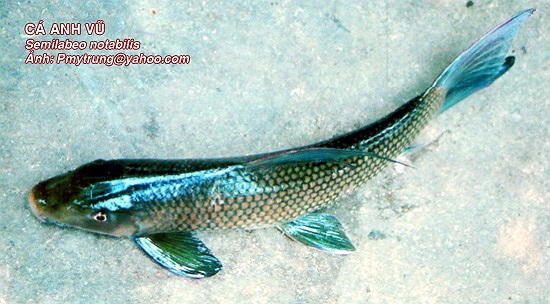 Loài cá này có tên khoa học là Semilabeo obscurus, phân bố tại các sông lớn ở các tỉnh miền núi phía Bắc như sông Đà, sông Thao, sông Chảy, sông Lô, sông Gâm. Ảnh: Vncreatures.net.