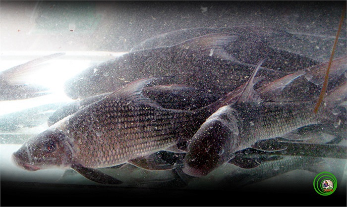 Khu vực đánh bắt cá anh vũ có tiếng nhất là ngã ba sông Việt Trì, nơi hội tụ của sông Lô, sông Thao, sông Đà. Ảnh: Vncreatures.net.