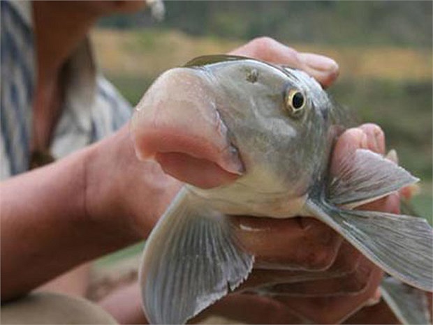 Điểm đặc trưng để nhận ra cá anh vũ là phần miệng loe ra như mũi lợn.